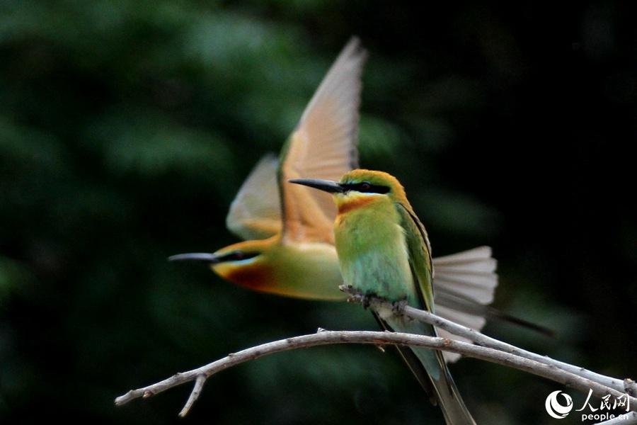 栗喉蜂虎厦门,可爱精灵小鸟