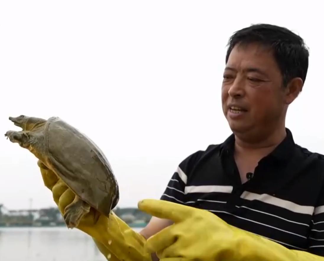 甲鱼养殖大棚建造图,温室大棚养甲鱼一亩能挣多少钱