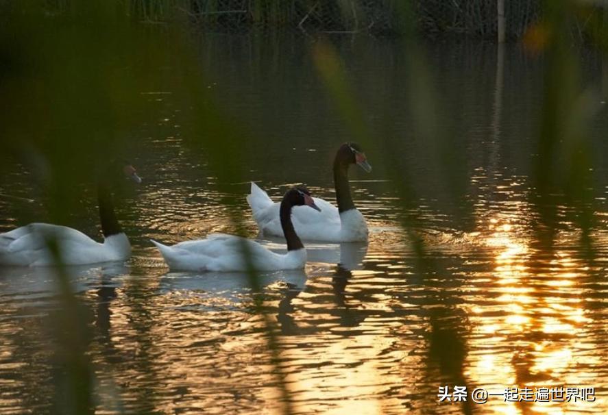 南沙黄山鲁森林公园一日游,广州南沙古港一日游攻略