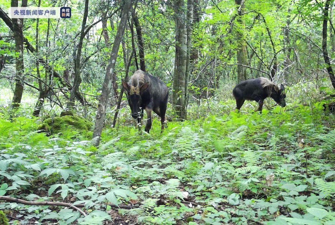 湖北的神兽九头鸟,湖北出现多只神兽天马