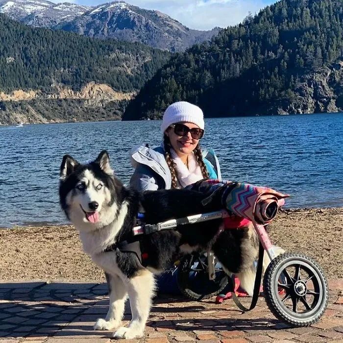 黑心狗厂逼迫反复生育至瘫痪的哈士奇，被拯救后活成了小公主