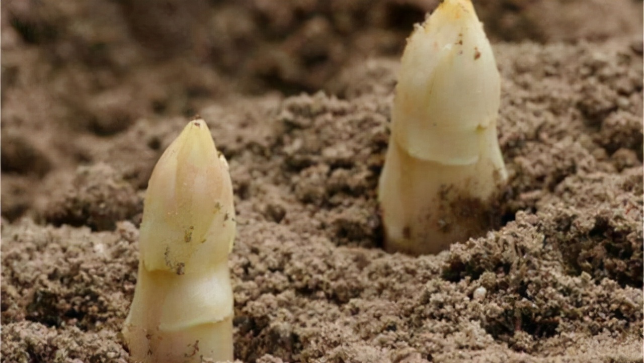 奶奶家带回一包“黑籽粒”,1把撒在花盆里,20天冒出大片芦笋来