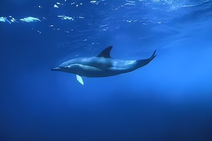 海豚湾到底是怎么回事,冒着生命危险揭露海豚湾秘密