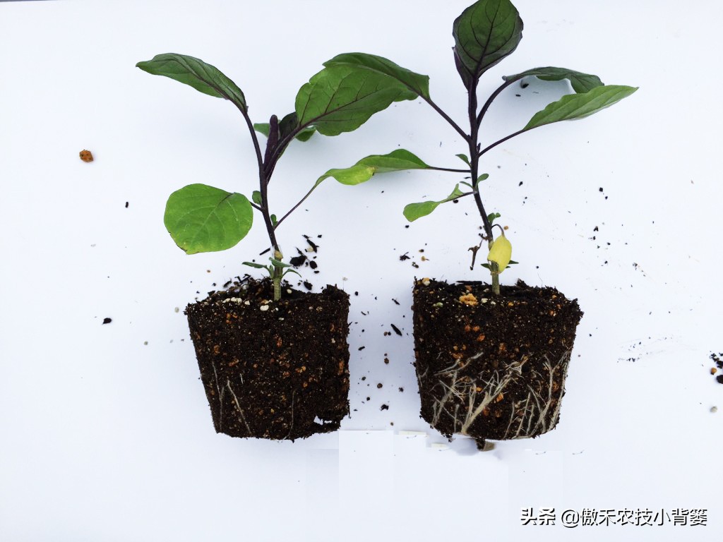 蔬菜瓜果苗种植技术,西瓜育苗如何才能让它更健壮