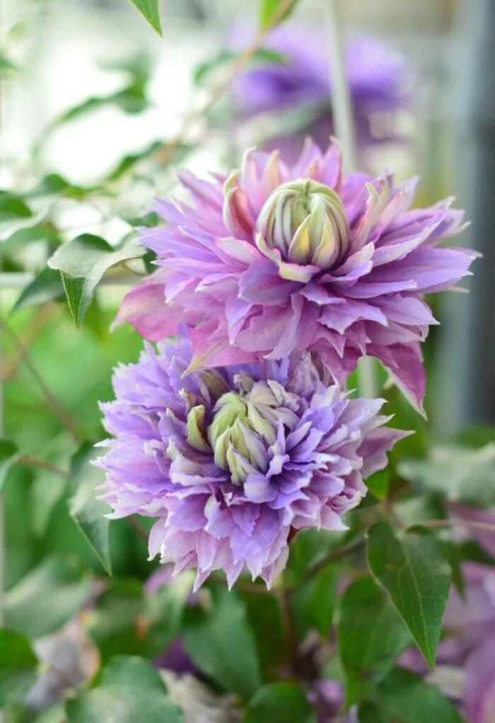 铁线莲根怎样辨别真假,铁线莲真假怎么辨别