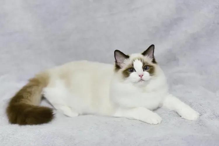 布偶猫的五大特征,怎么才能看出是纯种的布偶猫