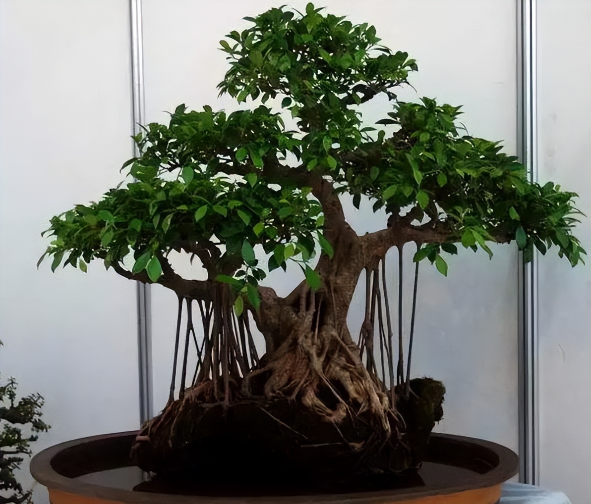 几种具有观赏性的树,特别名贵的观赏树