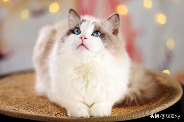 500块没治好一只猫拉肚子