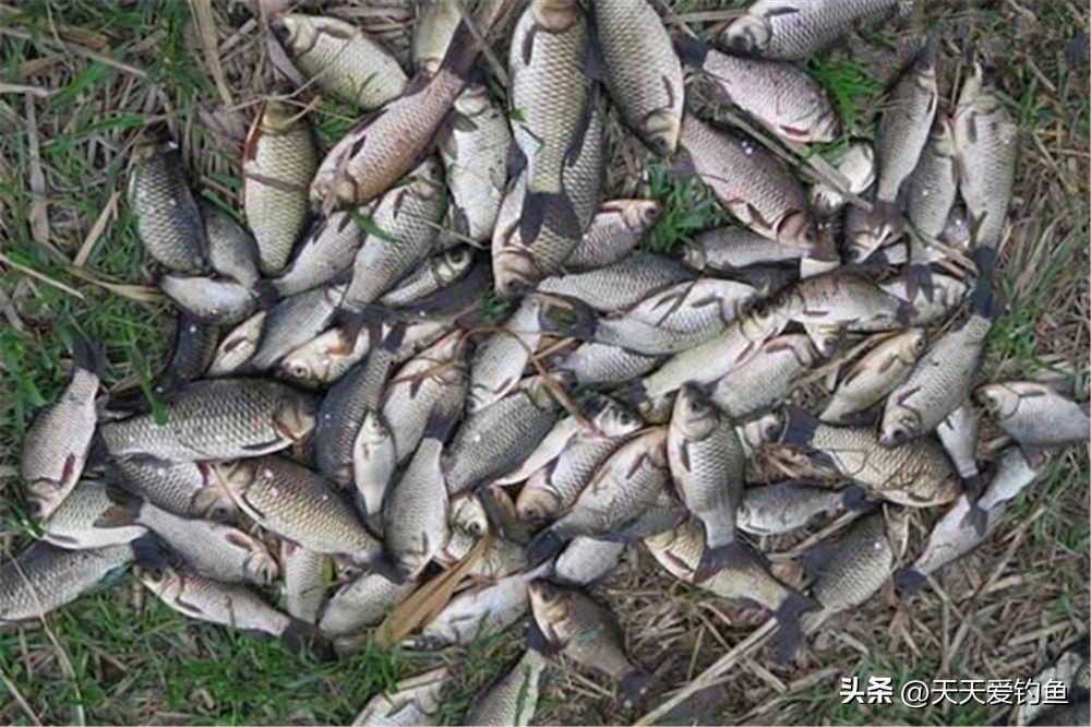 冬季窝料自制配方,冬天窝料绝密配方