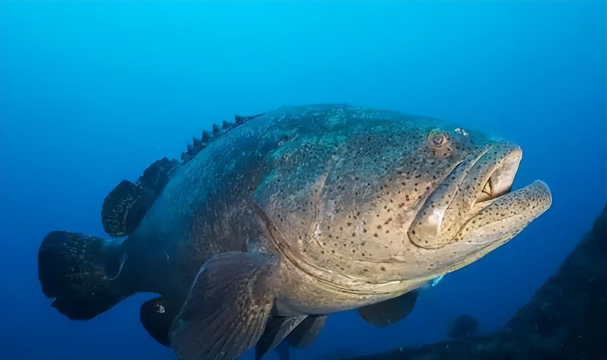 两种环境富集方法对石斑鱼幼鱼认知能力和生长性能的影响