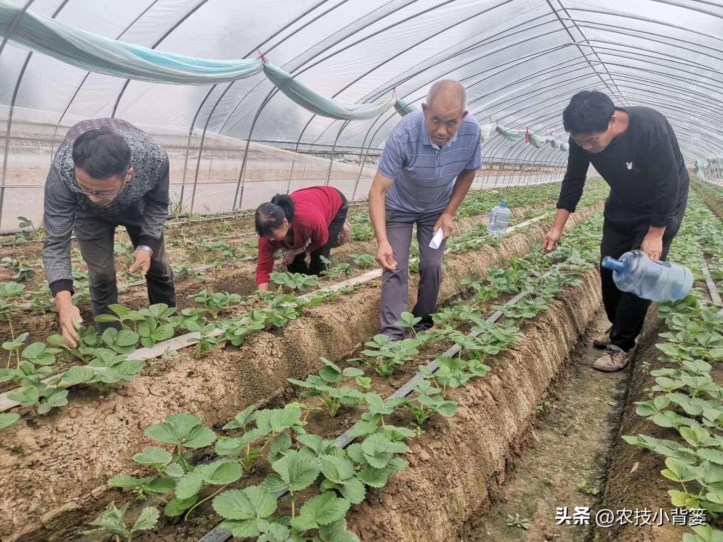 什么杀菌剂有控旺的功效,治死苗烂根最好的杀菌剂是