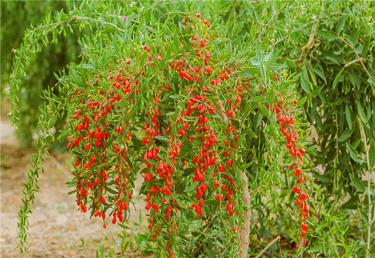 老中医喜欢十大食材,老中医五种食物养生100岁