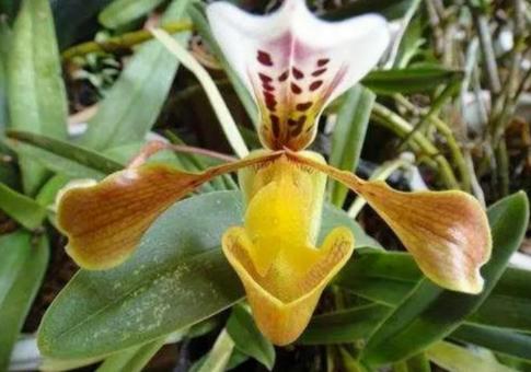 不起眼的花草价值超大,不起眼却很珍贵的花