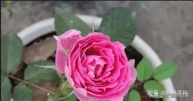 1到99朵玫瑰的含义图片,1到99朵玫瑰花语是什么