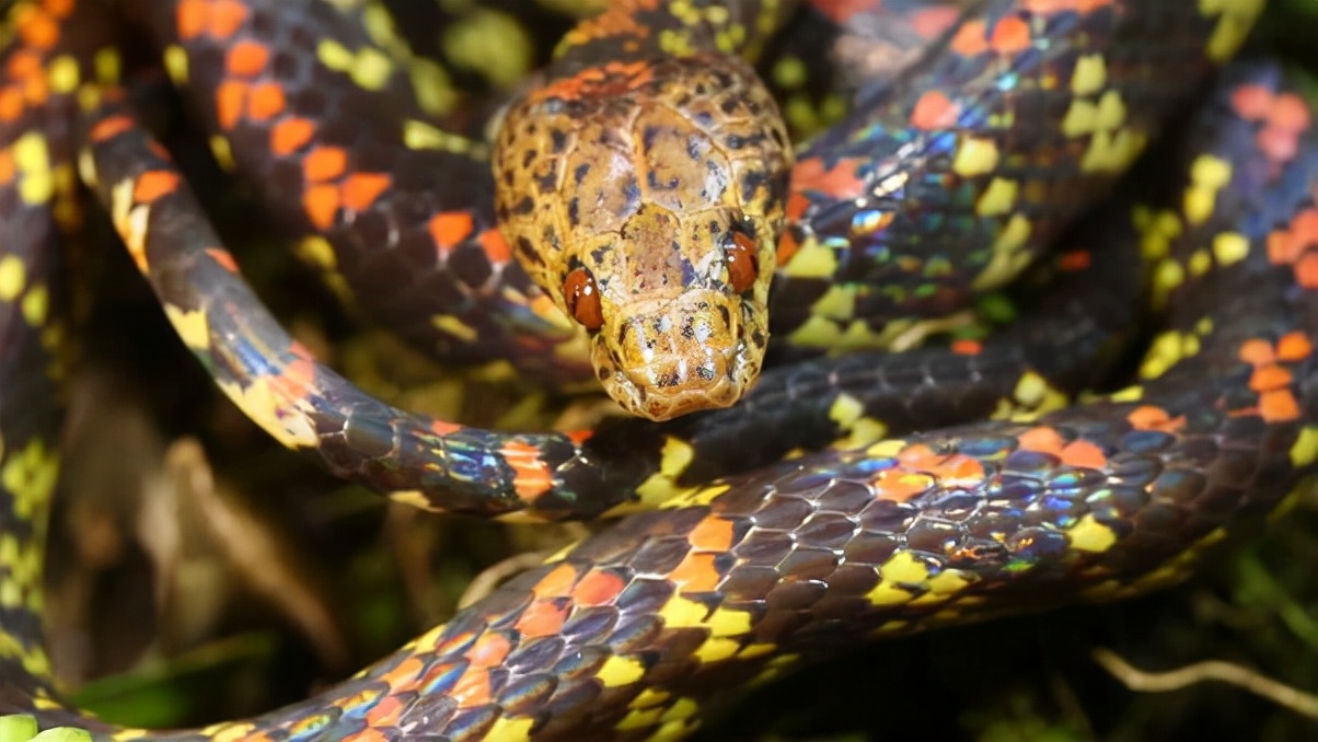 神奇的动物蛇的视频大全,神奇的动物蛇