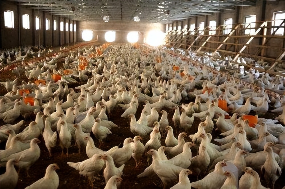 养殖业板块未来发展前景,养殖业发展前景可行性报告