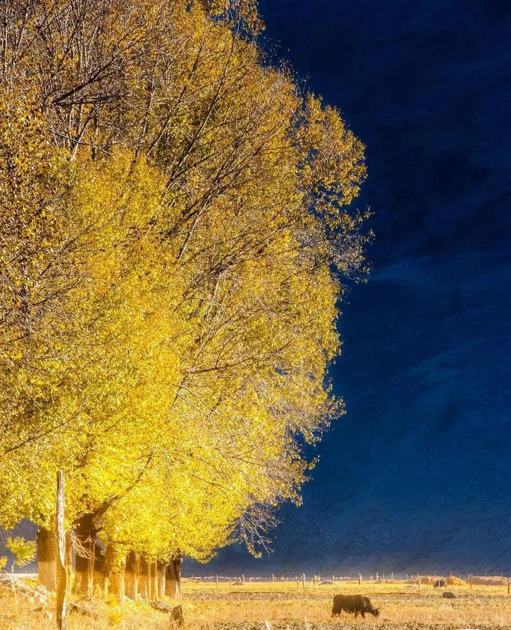 火出圈啦,甘孜文旅局长化身侠客火出圈