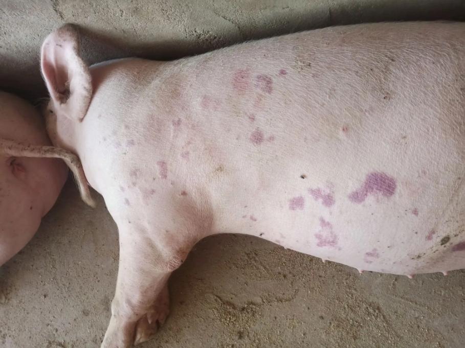 猪丹毒不常见,猪丹毒驯化