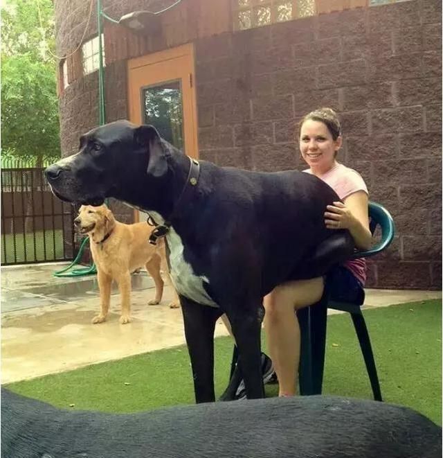 女生养狗养公的好还是养母的好,女生养狗有什么讲究