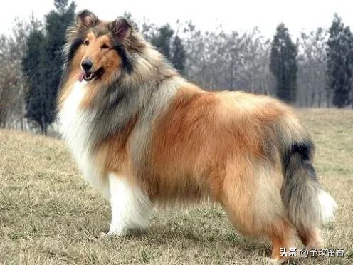 宠物狗应该怎么养详细介绍科普,宠物狗喂养及训练方法有哪些