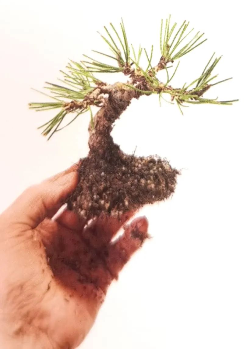 新手竟敢对黑松下手，18个月替它“逆天改命”，玩出盆景造型