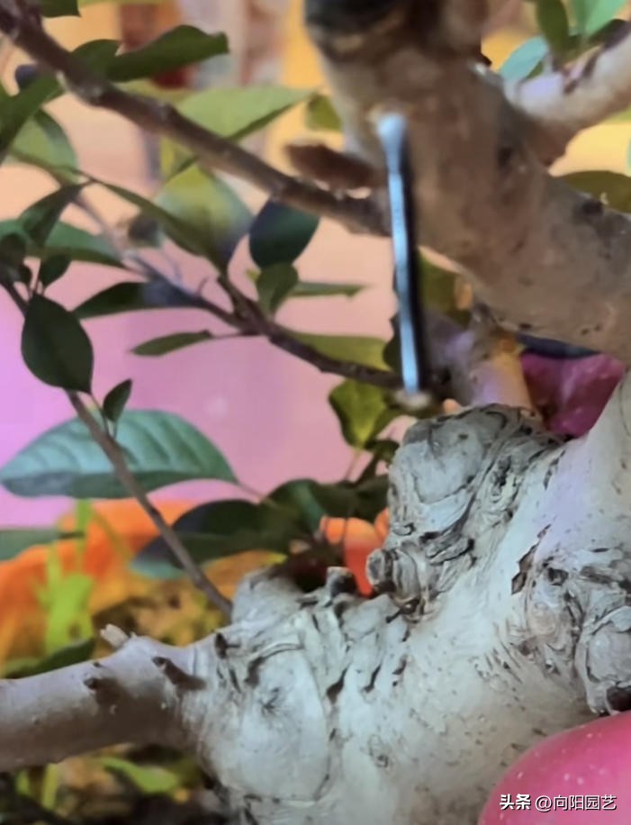 家里苹果果树盆栽,30块买的苹果盆栽