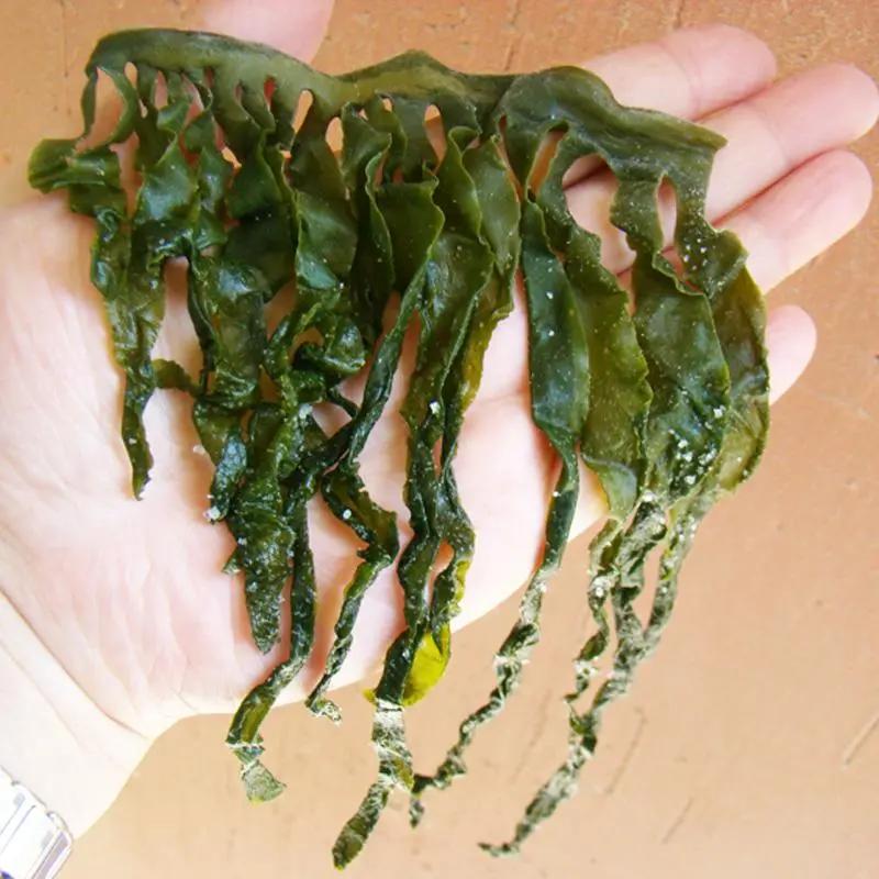 日本裙带菜造假,日本造假鞠躬道歉合集