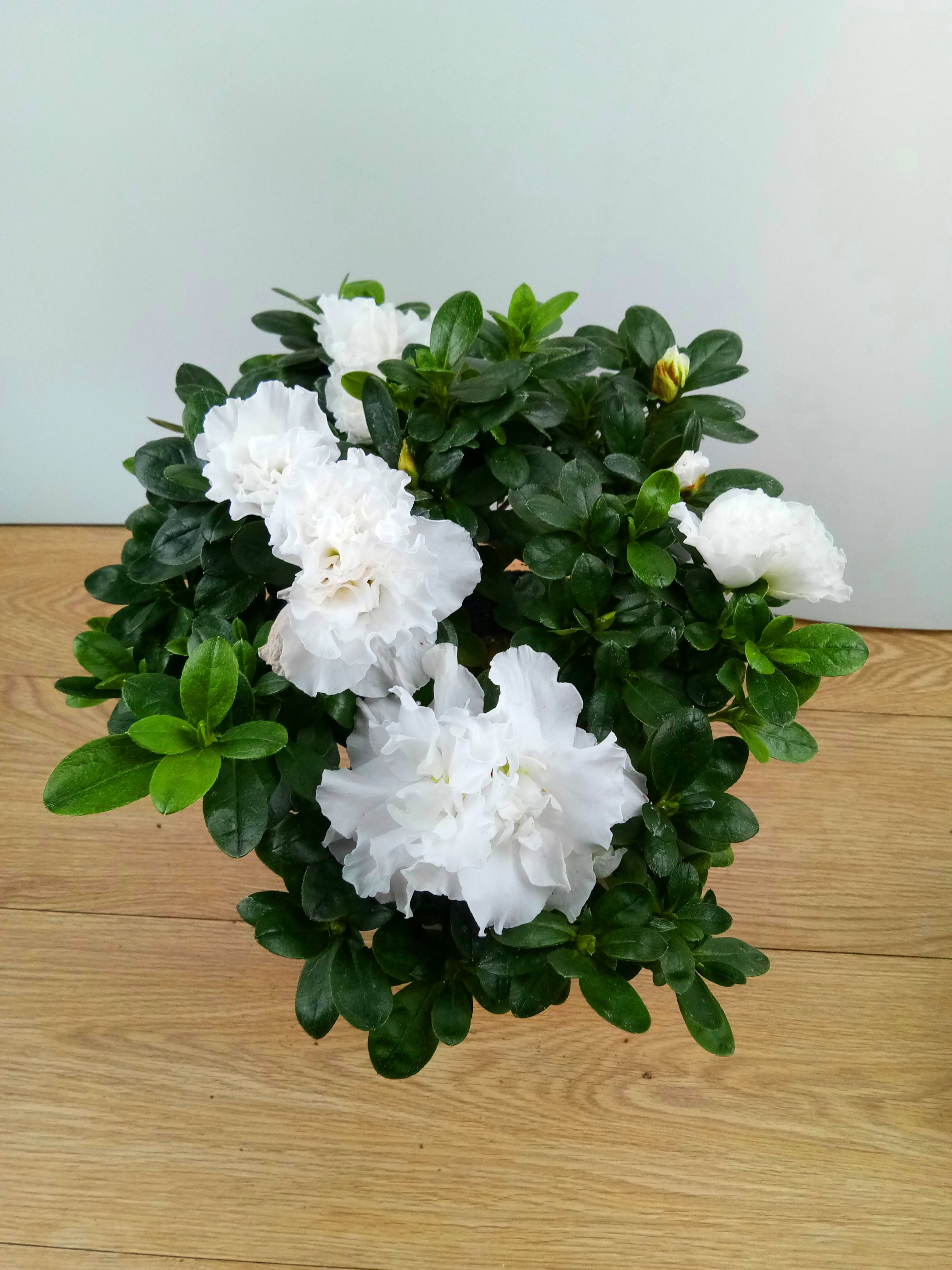 绿化有毒的花有哪些,这7种有毒花太危险