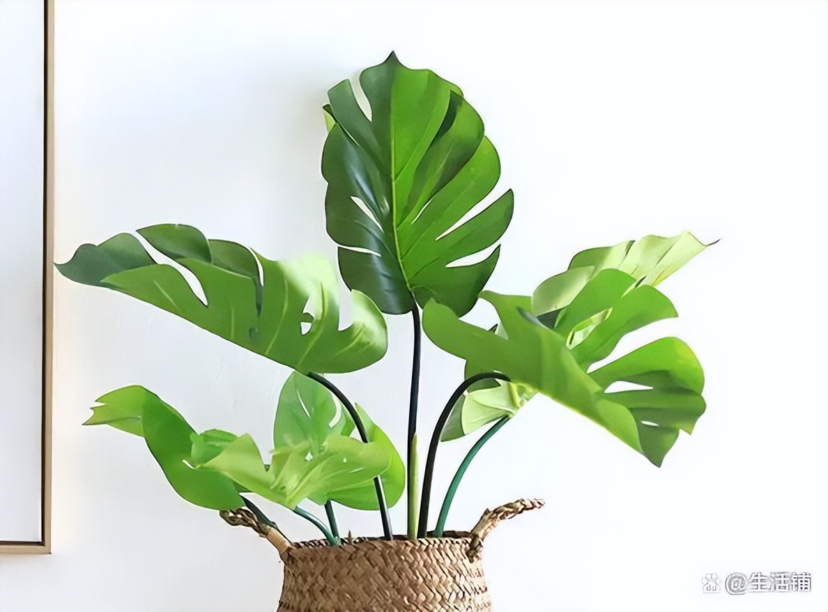 龟背竹的气根怎么处理视频,龟背竹的气根怎么办