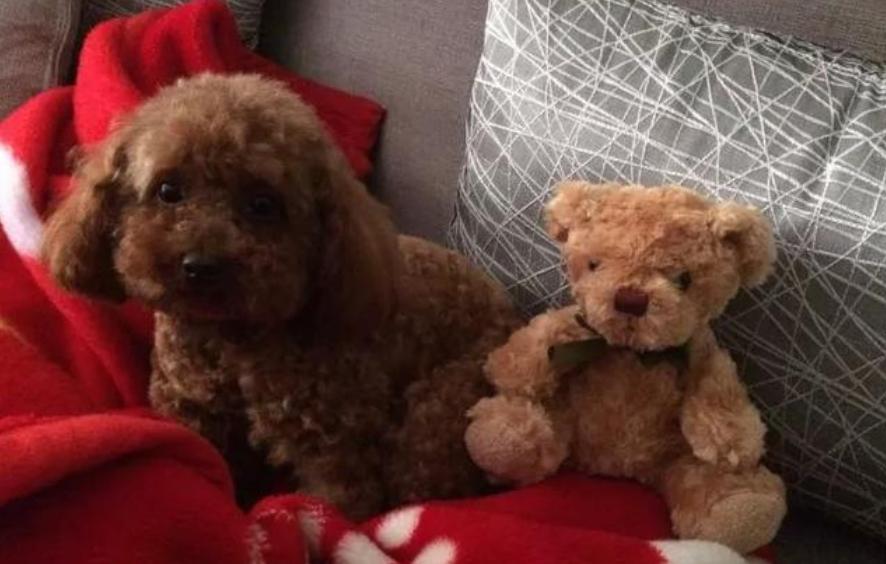 泰迪狗总在家里撒尿怎么办,泰迪狗狗总有血是怎么回事