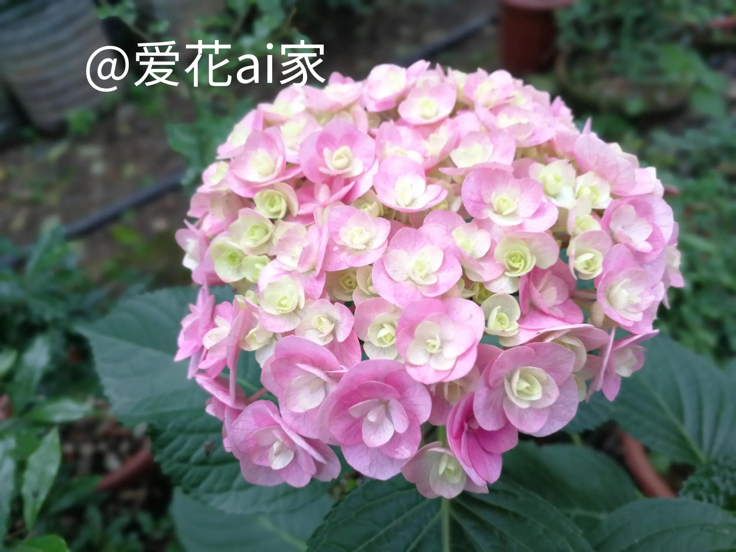 我怀疑这是我老公为了阻止我买花的阴谋