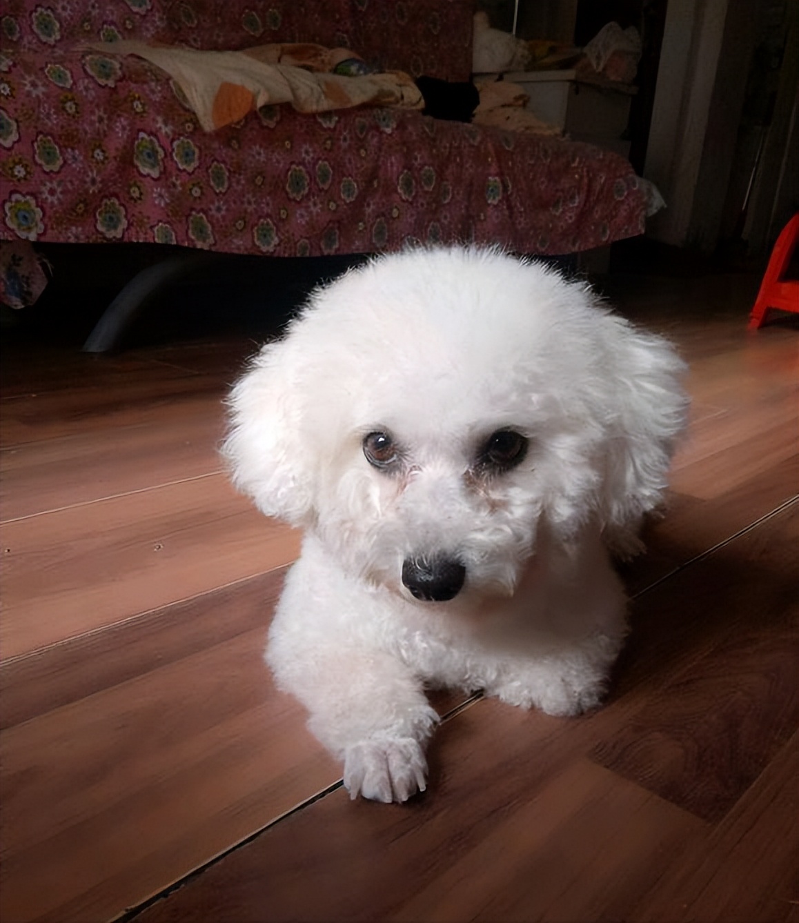 比熊死前的预兆,比熊的6个表现