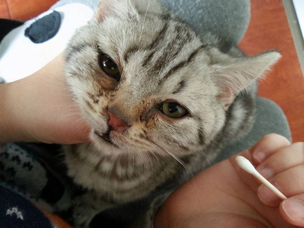 穷人养猫泪痕怎么解决,导致猫咪眼屎多的原因有哪些