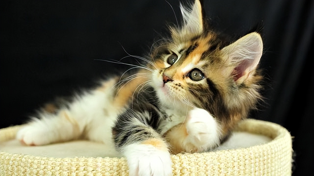 给不听话猫咪剪指甲的正确姿势,如何正确帮猫咪剪指甲学到了