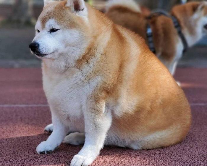 柴犬关节不好有什么征兆,柴犬的脚为什么这么臭