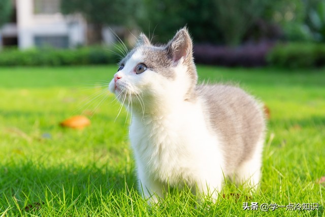 猫咪不能吃兰花,猫咪不能吃含羞草叶吗