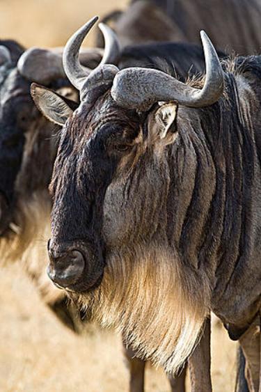 为什么角马长得像牛却叫马,角马长得明明像牛为何叫马