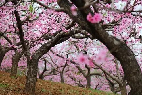 诗经桃夭的意思,诗经桃夭的意思是什么