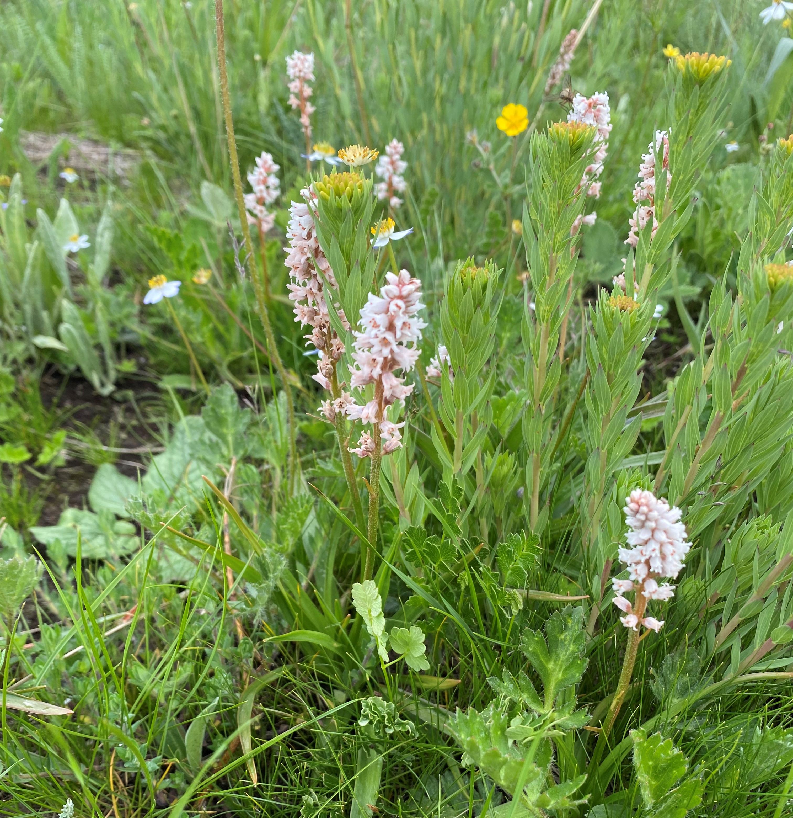 理塘格聂神山怎么走,理塘格聂神山故事