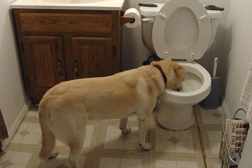 狗狗脓皮症最有效的治疗办法,狗狗异食癖有什么解决办法