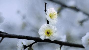 湿地之美惊艳了世界,湿地之美在什么地方