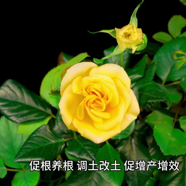 花繁色艳,玫瑰种植品种精品