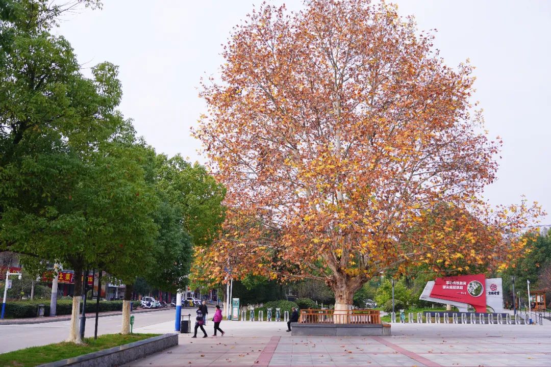 三天两晚安徽初冬之旅，带你一起感受下绿水青山，红色六安