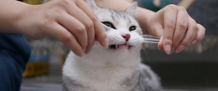 老祖宗严选的猫,老祖宗传下来的选猫秘诀