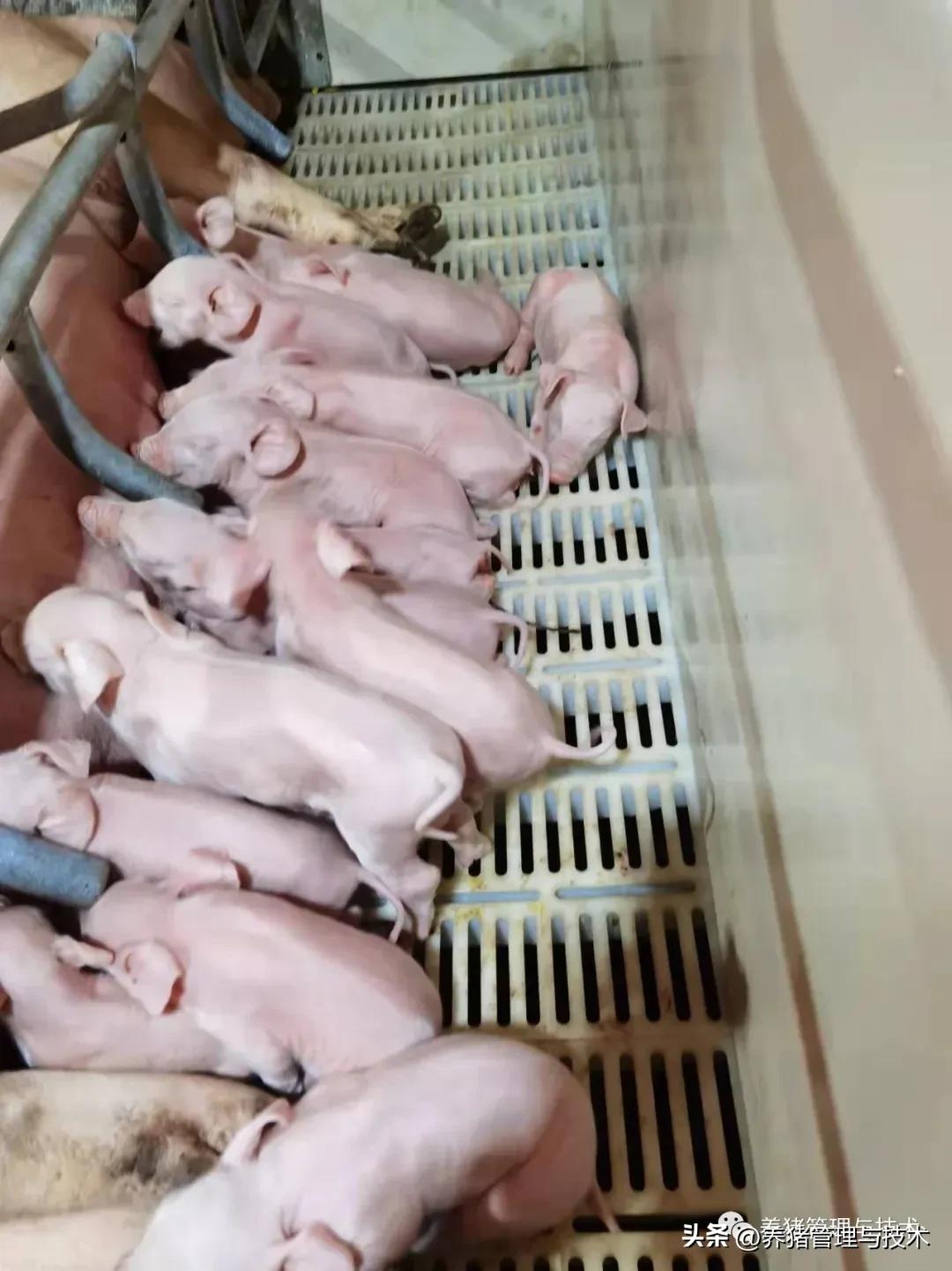 规模化猪场产房生产管理细节与技术