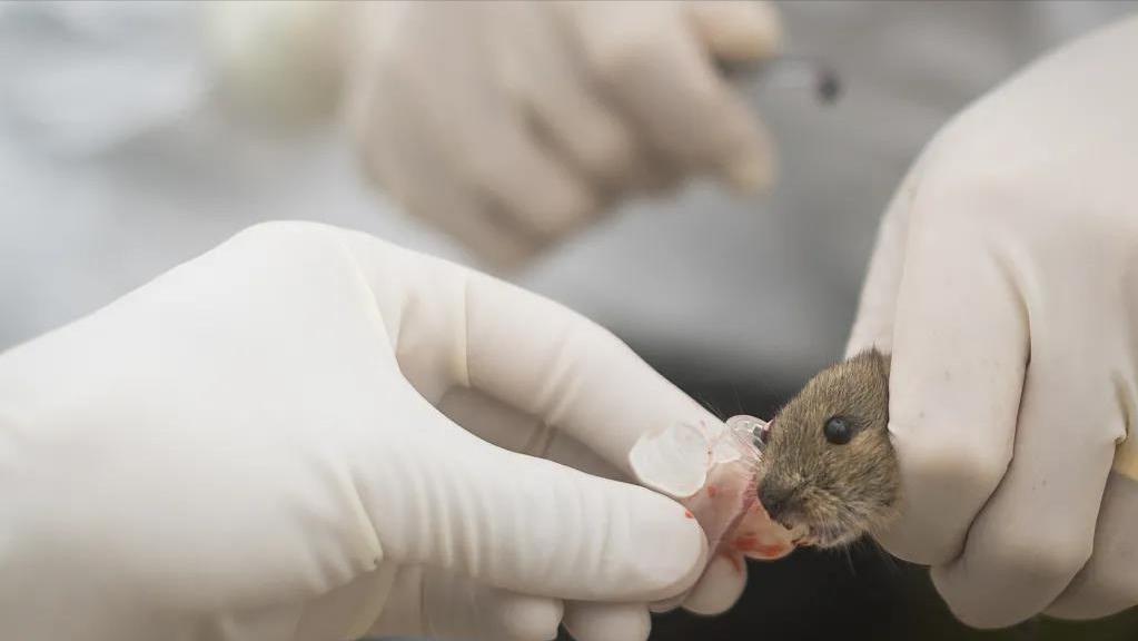 全球几款新冠口服药物疗效、安全性、价格如何？解答来了！