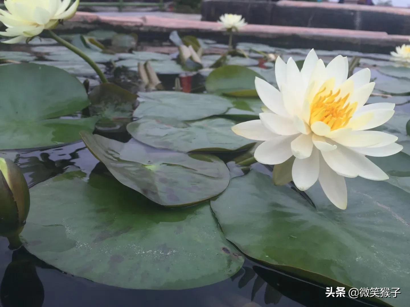 城市里的氧吧,广州番禺莲花山旅游区