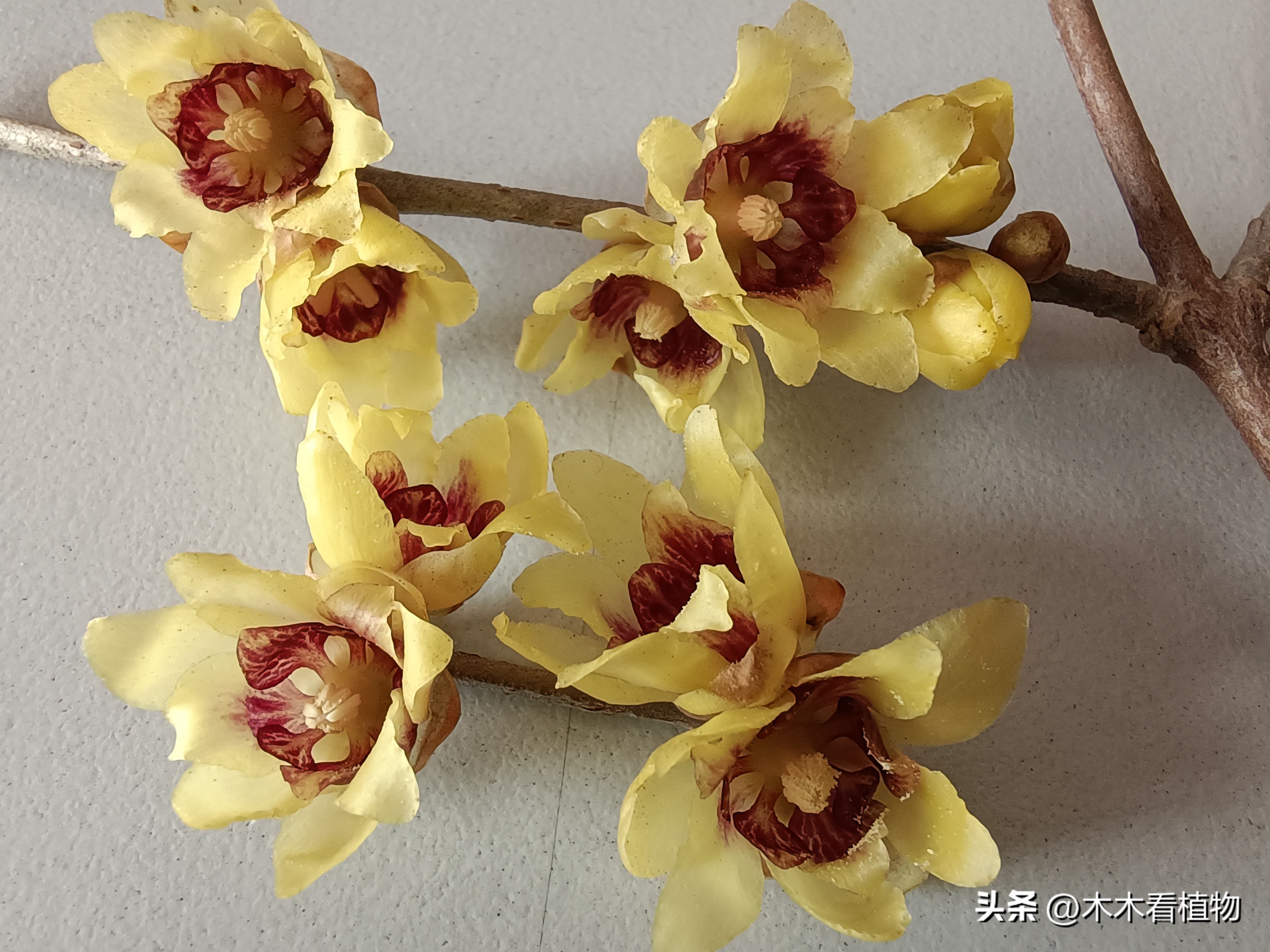 鑵婃鑺辩殑缁勮,鑵婃鑺辩殑缁勮杩囩▼