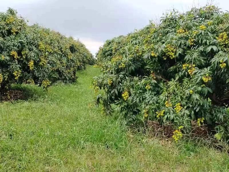 鍐滀笟鍒涙柊鍒涗笟,鍐滀笟鍒涙柊鍐滄皯鍒涗笟