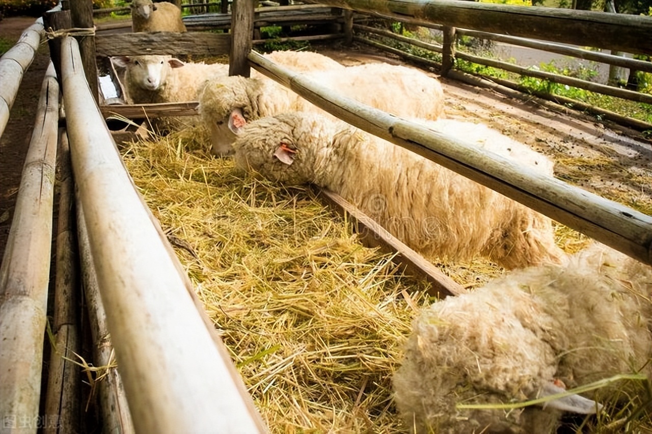 养羊育肥正当时教你几个绝招,育肥羊养羊知识大全